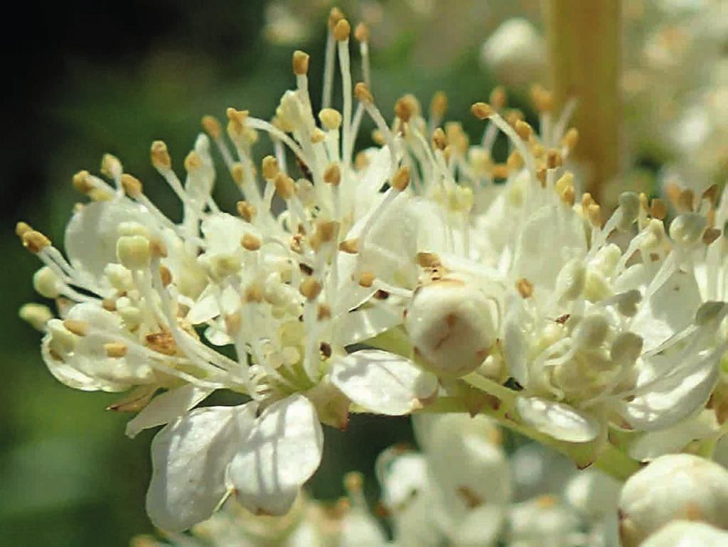 Pienimuotoiseen nivelvoiteen valmistukseen kerättiin näiden kasvien lisäksi nokkosta (Urtica dioica) 