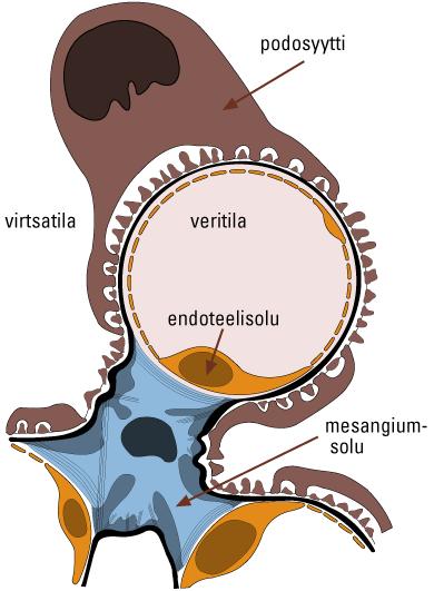 Distaalisen tubuluksen seinämässä sijaitsevat macula densa -solut (md), jotka»aistivat» virtsan natriumkloridipitoisuuden.