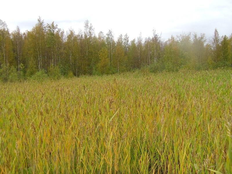 Liitteet Liite. Valokuvia Nybyn Iso Heposuon soilta. Kuvat on järjestetty merenrannasta lähtien korkeusvyöhykkeittäin (I VI). Kaikki kuvat ajanjaksolta 4.8..0.0. Kuvaaja Jarmo Laitinen. Kuva. (093) Perämeren kivikkoista rantaa Vänrikkiniemessä, suokohteen kolme kohdalla.