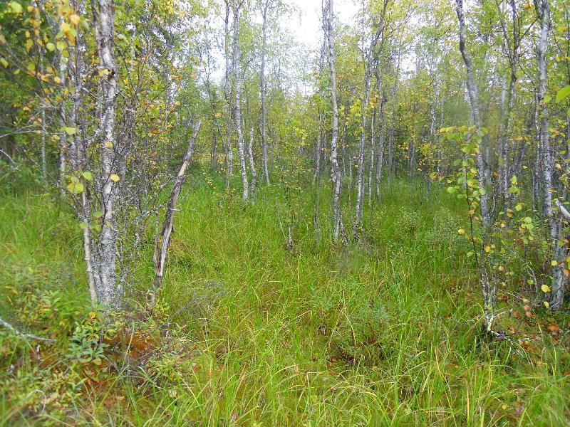 (pullosara-vesisara-haprarahkasammal -yhteisö), johon ajoittain kertyy tulvavesiä. Ruukilahden pohjoispuolen kohde (6). Kuva 4.
