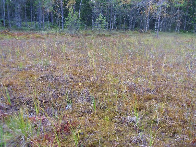 5 5 m mpy) esiintyvän Sphagnum -piensuon vähäisen keskusaltaan oligotrofista rahkasammalrimpinevaa