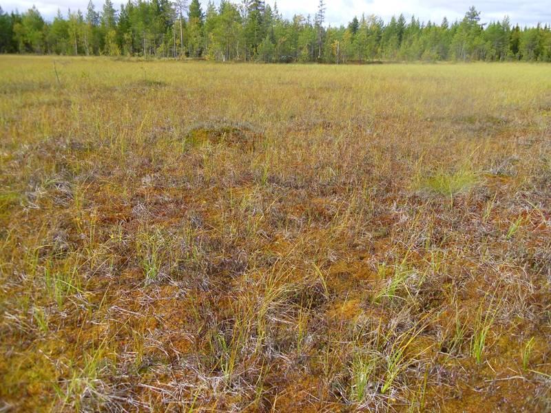 (0) Kalvakkaisen (Sphagnum papillosum -valtaisen) nevakasvillisuuden ensiesiintymä Nybyn Iso Heposuon