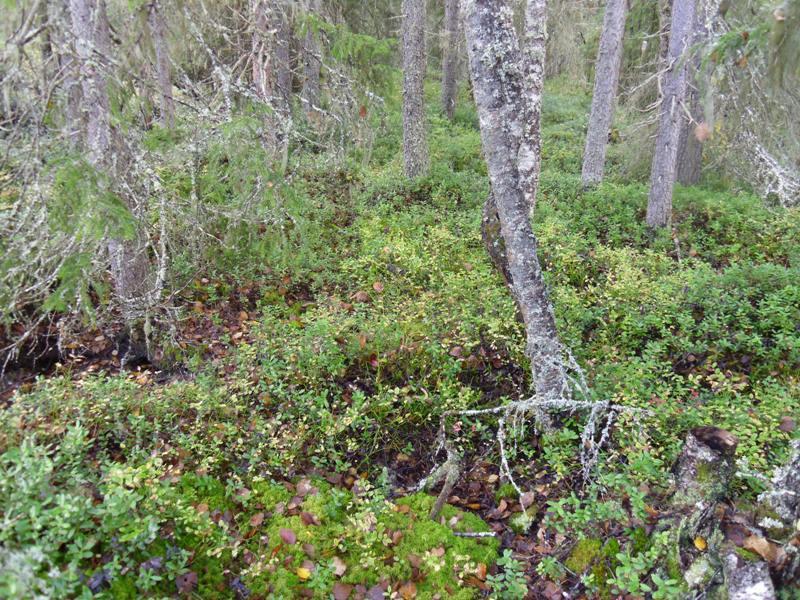 Kuva 9. (99) Kuusivaltaisten karujen mätäspintakorpien kehitys alkaa.5 5 m tason yläosista. Mustikkakangaskorpi.