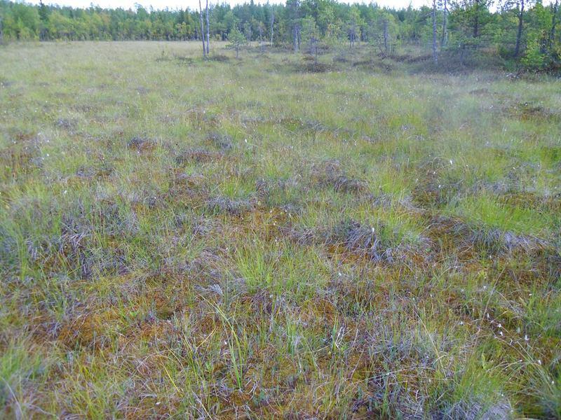 Kuva. (970) Varhaisaavan karua syrjäosaa Mustikkakankaan länsipuolisella suolla (kohde 7): Laikku kalvakkanevojen