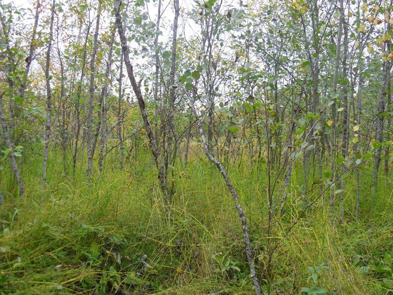 Vanhemmilla soilla kalvakkanevoilla esiintyy ja vallitsee usein tupasluikka (Trichophorum cespitosum). Kuva.