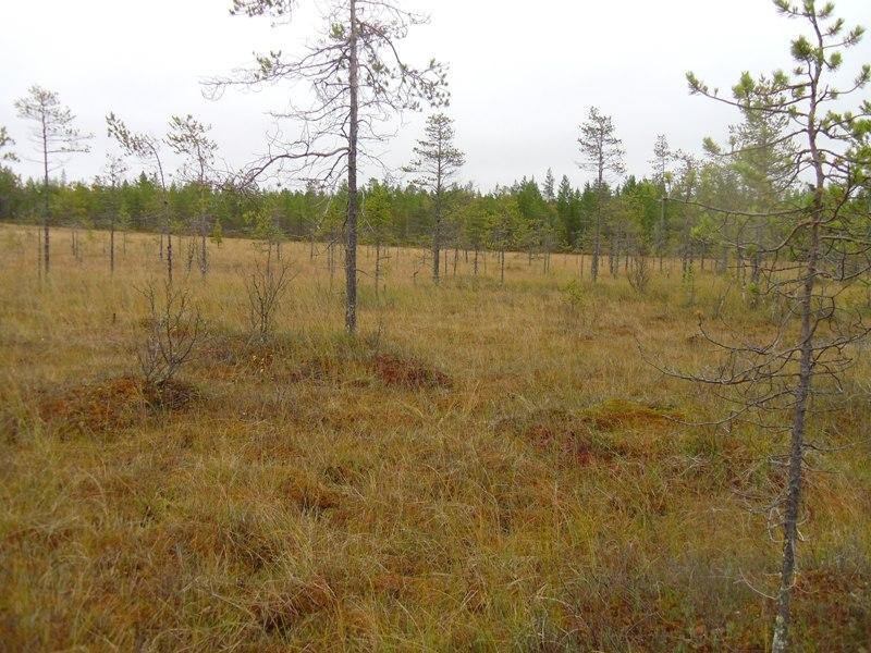 Kuva 3. (496) Korkeustaso 0 0 m mpy edustaa Nybyn Iso Heposuon alueella aapasoiden avautumisen ja rahkakeitaiden synnyn vaihetta.