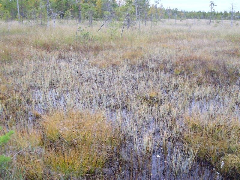 Puhtaat välipinta-aavat ovat alueella poikkeuksia. Kuva 4.