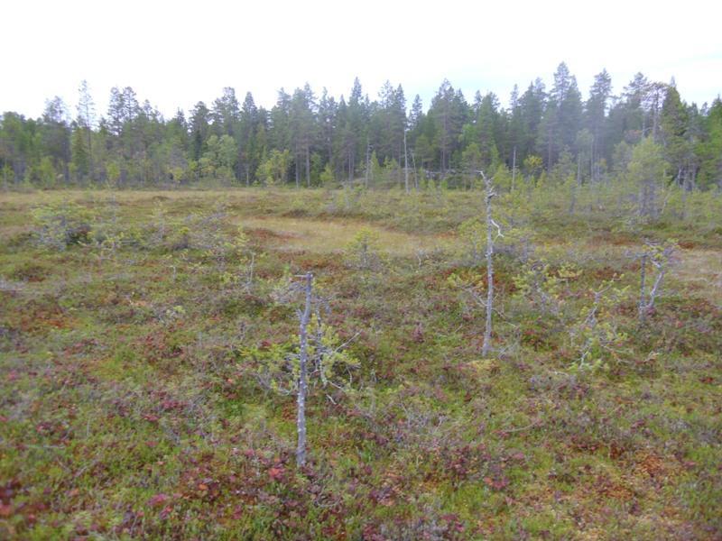 tupasluikka (Trichophorum cespitosum). Soidinräme, kohde 5. Kuva 6.