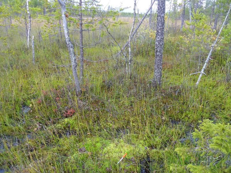 Ulkusuolla (noin 3 m mpy). Oligotrofista ruopparimpinevaa.. Kuva 8.