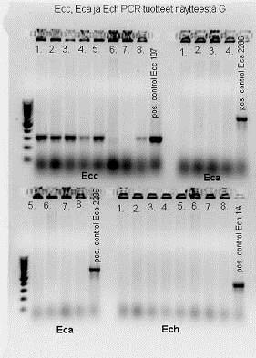 bakteereiden (Pectobacterium atrosepticum, P. carotovorum, P.