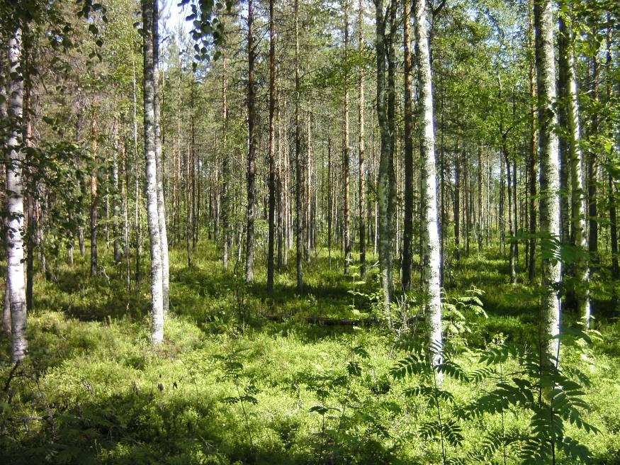 Lehtipuuston osuus on suunnittelualueen keskiosassa hieman vähäisempi kuin eteläosassa.