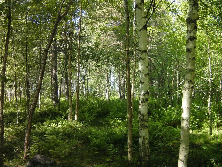 Petäjäniementien varren metsäkasvillisuutta. Kuva 6.