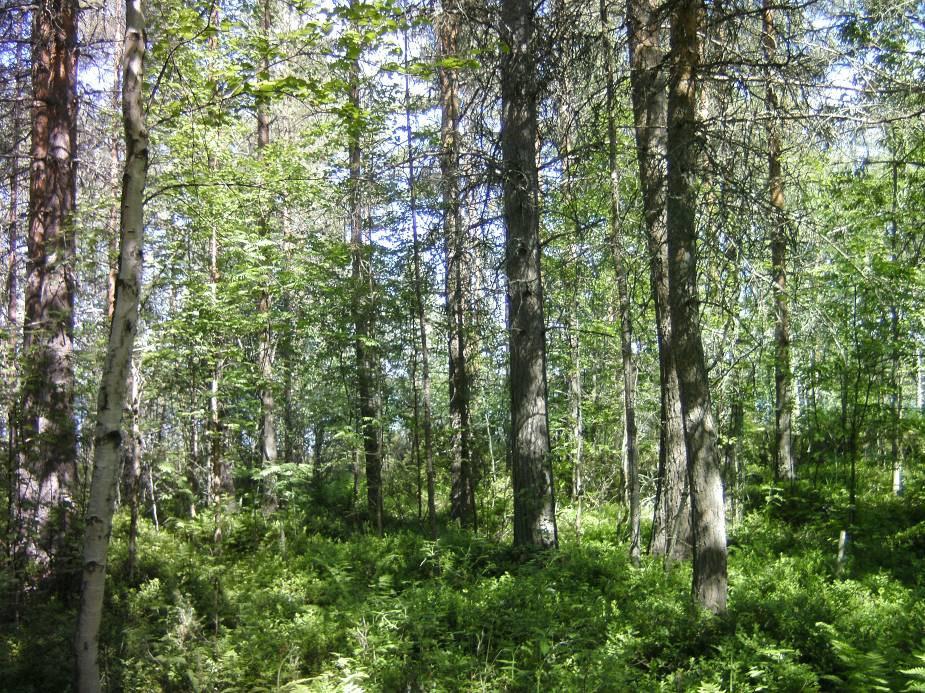 8 Kuva 7. Metsäkasvillisuutta niemen kärjen lounaisrannalta. Rakentamatonta ranta-aluetta on aivan Petäjäniemen kärjessä ja suunnittelualueen eteläosassa.