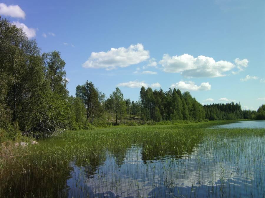 9 Kuva 9. Suunnittelualueen eteläosan ranta-aluetta. Taustan avohakkuualue ei näy kovin merkittävästi kaukomaisemassa. 4.