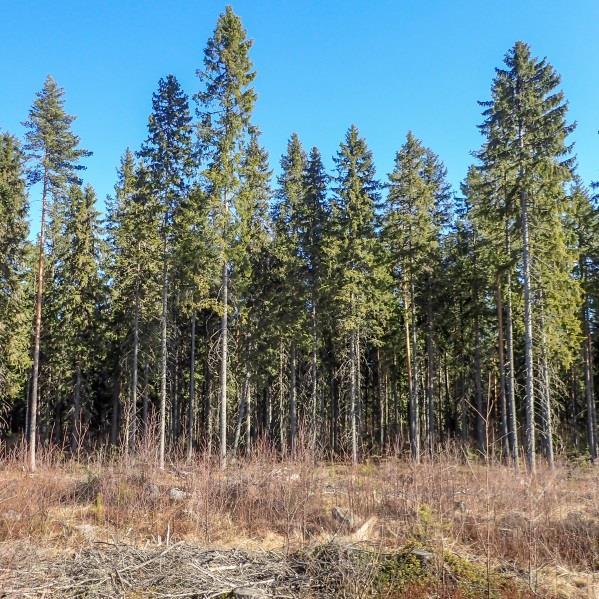 Luontoselvityksissä ja luontovaikutusten arvioinnissa on noudatettu viranomaisohjeistusta (Söderman 2003,