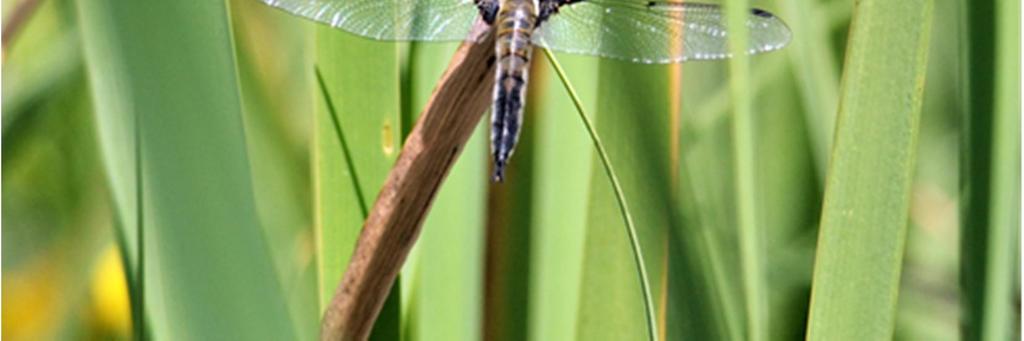 Laji Yksilöä Muuta Neidonkorento (Calopteryx virgo) 1 Sirotytönkorento (Coenagrion pulchellum) 20 Isotytönkorento (Erythromma najas) 30 Okatytönkorento (Enallagma cyathigerum)