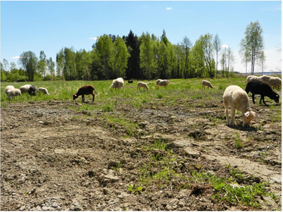 2. Johdanto Matalalla ja kasvillisuudeltaan rehevällä Markluhdanlahdella on monipuolinen pesimä- ja muutonaikainen linnusto. Erityisesti lahti on vesilintujen suosiossa.