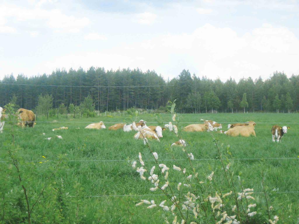 POHJOIS-POHJANMAAN ARVOKKAIDEN MAISEMA-ALUEIDEN PÄIVITYSINVENTOINTI 172 Arviointiteksti Maisema-aluekokonaisuus on esimerkki Pohjois-Pohjanmaan jokiseutu ja rannikko-seudulle ominaisista