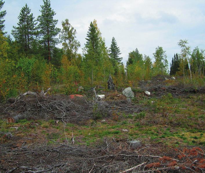 Kuvat 1 ja 2. Tienvarteen jätetyt maisemapuut ja pienpuusto elävöittävät tienvarsimaisemaa ja peittävät hakkuuaukon. Kuva hakkuuaukolta tielle (1) ja tieltä hakkuuaukolle (2).