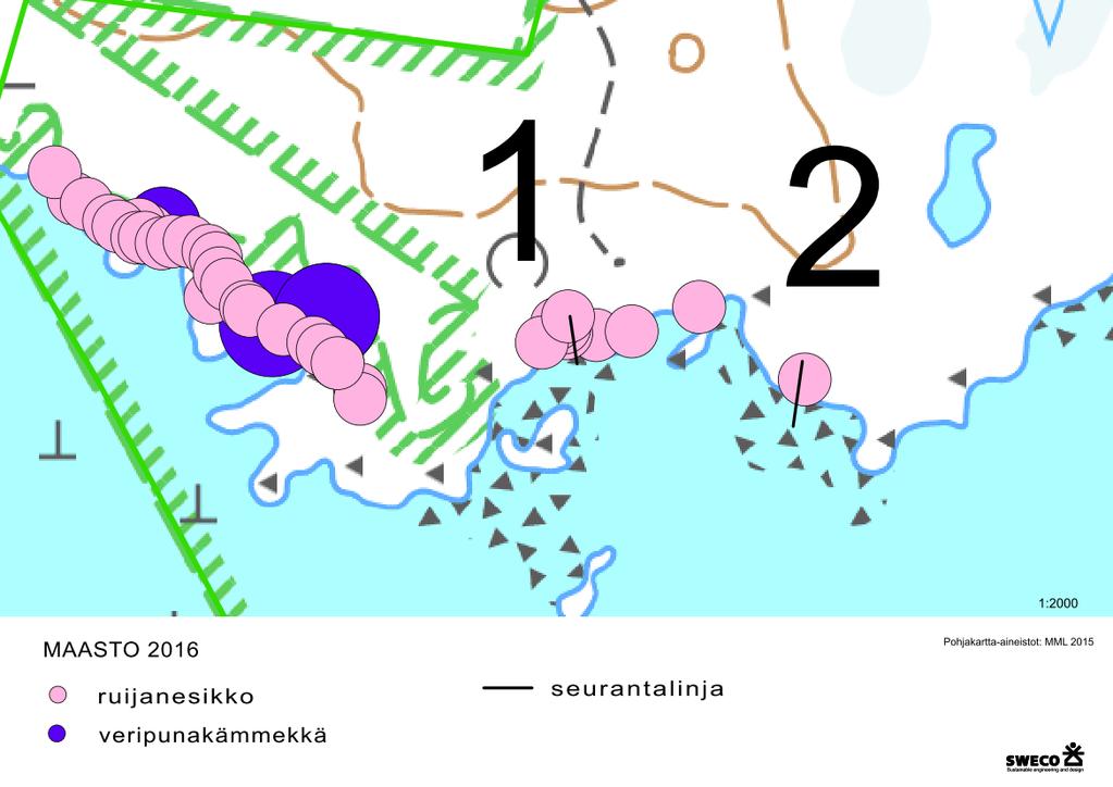 3.4.4 Muut huomionarvoiset lajit Murhaniemessä kasvaa ruijanesikkoa, joka on Natura-alueen suojelun perusteena oleva uhanalainen, luontodirektiivin liitteen II sekä liitteen IV laji.