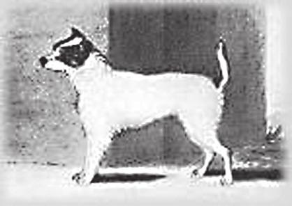 LIITE 1 Parsonrussellinterrierin rotumääritelmä tarkennuksineen PARSONRUSSELLINTERRIERI (PARSON RUSSELL TERRIER) Alkuperämaa: Iso-Britannia FCI:n numero: 339 Rotumääritelmä hyväksytty: FCI 28.11.