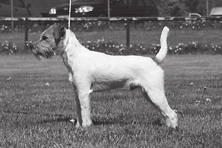 2004 KÄYTTÖTARKOITUS: Vankkarakenteinen ja sinnikäs työterrieri, joka on erityisen kyvykäs maanalaisessa työskentelyssä LYHYT HISTORIAOSUUS: Rodun kehittäjä pastori John (Jack) Russell syntyi 1795