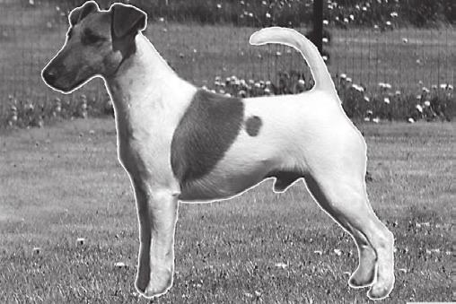 Strides should be of good length, never stilted or highstepping. Hindquarters providing plenty of drive. Well co-ordinated; straight action front and behind.