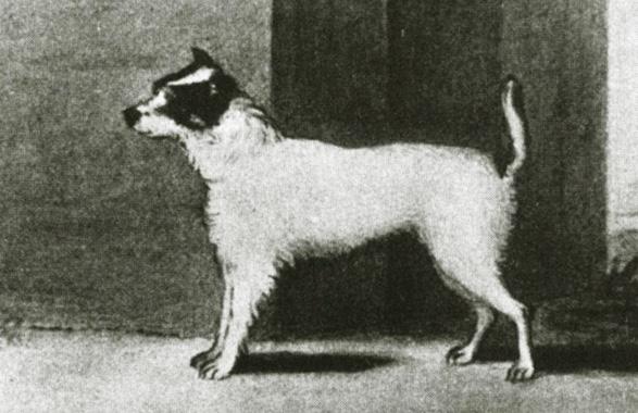 2. Rodun tausta Parsonrussellinterrieri-rotu on saanut nimensä kirkkoherra John Jack Russellilta, joka syntyi 21.12.