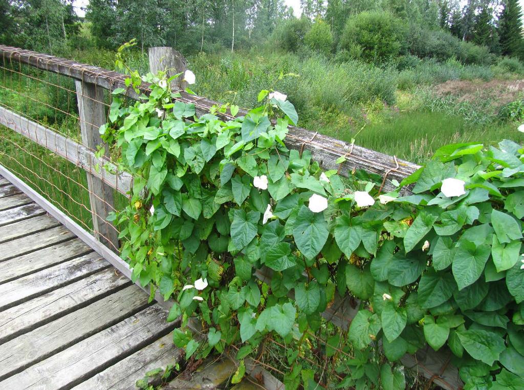 Alkusanat Tämä julkaisu on tehty Hämeen elinkeino-, liikenne- ja ympäristökeskuksen (ELY-keskuksen) toimeksiannosta.