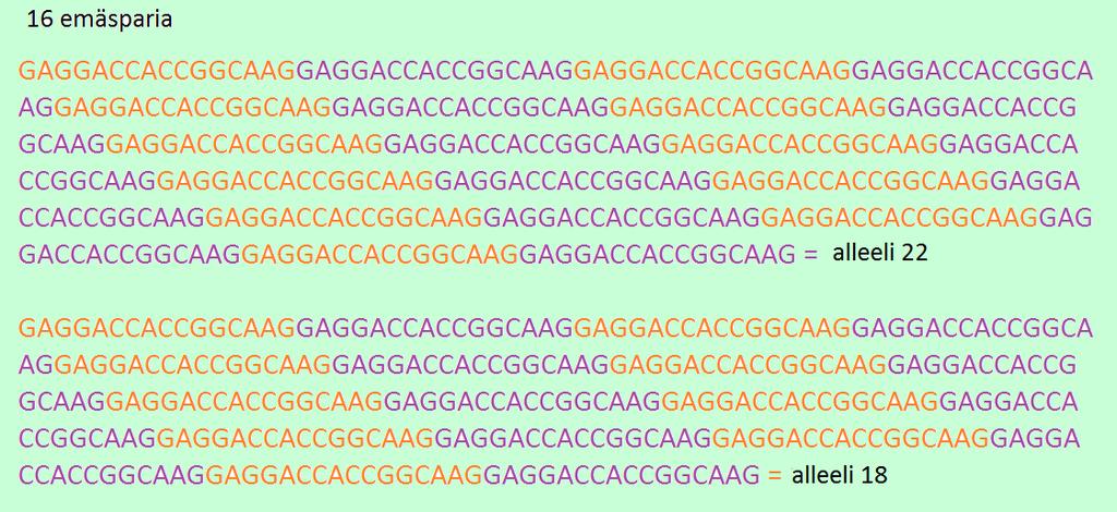 10 Kuva 4 D1S80-lokuksen 16 emäsparin mittainen sekvenssi, joka toistuu yksilöllä 22 sekä 18 kertaa. Kuvan tekemiseen otettu mallia sivuston https://www.coursehero.
