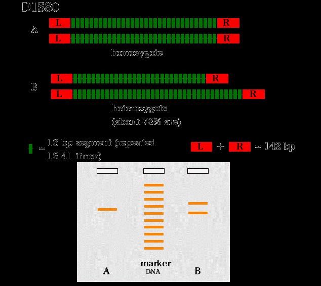 Yksilö, joka on homotsygoottinen D1S80-lokuksen osalta, on nähtävissä vain yksittäinen PCR-tuote agaroosigeelielektroforeesiajossa.