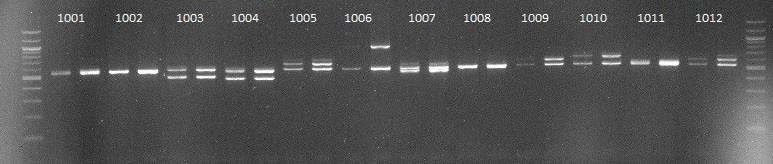 Veriliuskanäytteiden osalta PCR-tuote saattoi olla satunnaisesti niin himmeä, ettei vyöhykettä pystytty tulkitsemaan ja näin ollen myös kyseisen näytteen stokki- sekä L1- vyöhykkeet on jätetty 211
