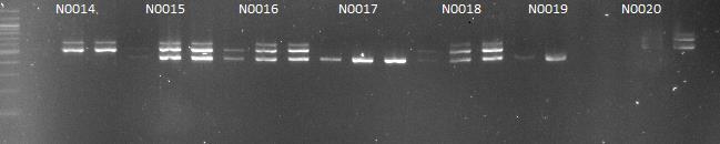 Kuvissa näkyy saman yksilön kolme rinnakkaista PCR-tuotetta, järjestyksessä veriliuska-