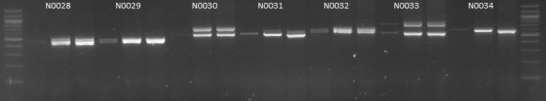 Liite 1 2 (8) Seitsemän eri yksilön näytteiden geeliajo, sekä PCR-ajon kontrollit K1, K2 (10