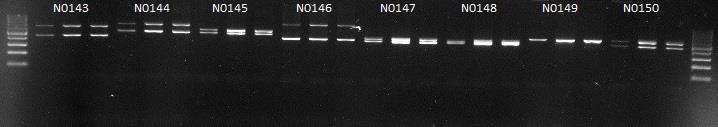 Kolmen PCR- levyn (veriliuska-, stokki-, sekä L1-näytteiden) kontrolli-,