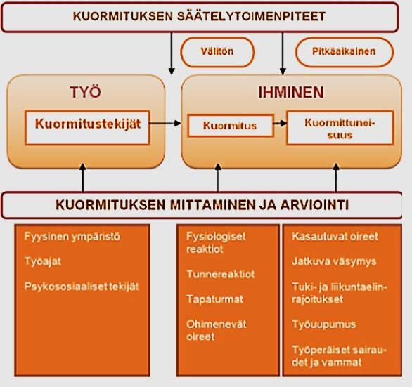 32 3 KOKOONPANOTYÖN KUORMITTAVUUSTEKIJÖISTÄ 3.1 Työkuormitus ja kuormittuneisuus Työkuormituksella tarkoitetaan työntekijälle aiheutuvia ohimeneviä oireita ja fysiologisia reaktioita sekä tapaturmia.