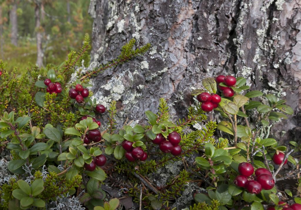 Kuolinpesästä