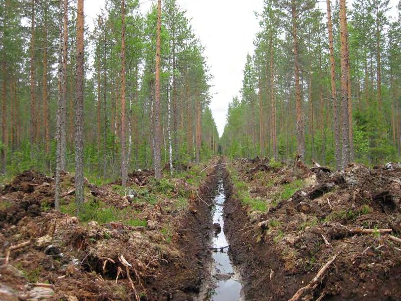 37 Suolla on 19 tutkimuspistettä ja 41 syvyyspistettä, joista 31 on hajapisteitä. Yleisimmät suotyypit ovat varsinainen sararämemuuttuma ja puolukkaturvekangas.