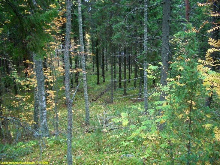 Muutamille suppeille maastonkohdille tein lapiolla muutamia koepistoja. 4 Kuva: Saimaan korkeimman rannan törmää ja kivipalletta länsiosan itärannan eteläosassa.