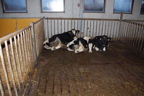 Karsinan mitat ovat 3,2 m (leveys) x 2,4 m (umpilattia) +