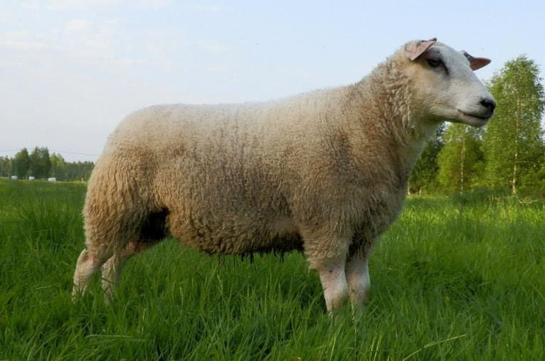 Mitat ja painot ovat aikalailla samat, mitä Hollanninkin tavoitteessa. Yllämainituilla painoilla lampaat saavat kantakirjauksesta arvoluokan yksi.