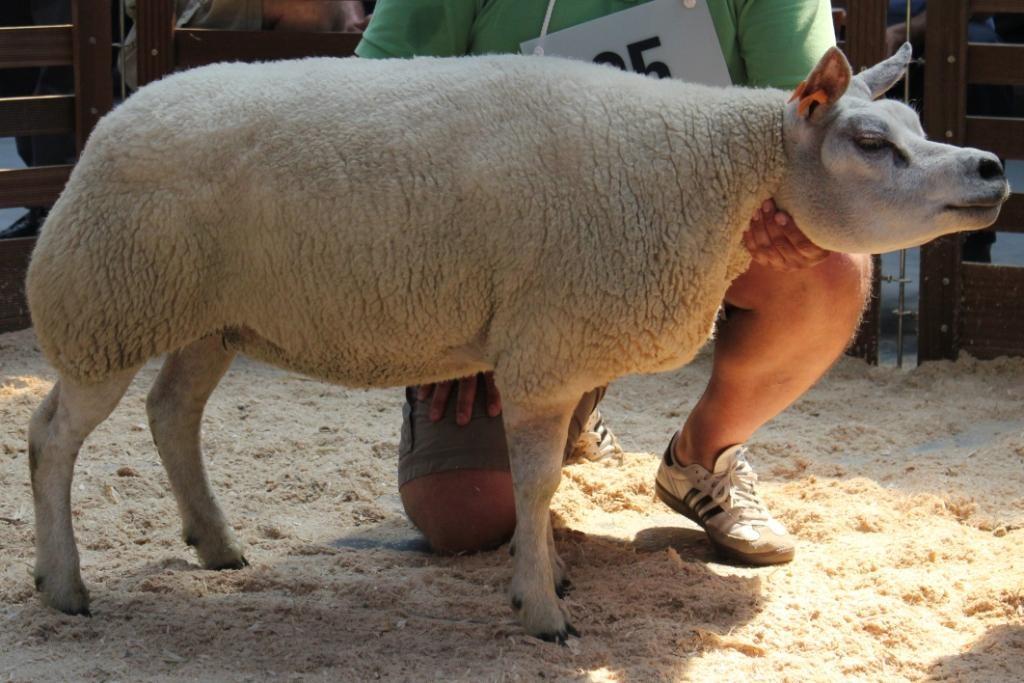 eläimiä tarvitaan enemmän, mikä tarkoittaa enemmän töitä, muun muassa useampi sorkka leikattavana ja enemmän lampaita kerittävänä.
