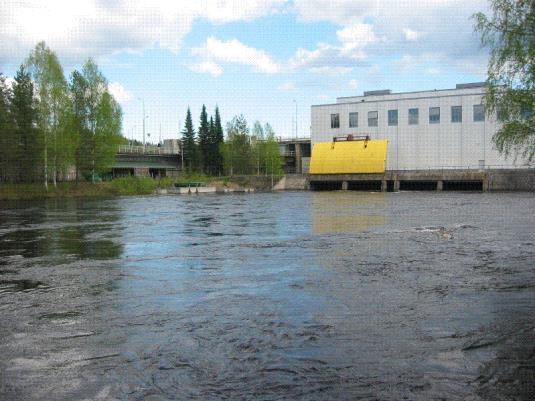 Miksi järvilohi on nyt äärimmäisen uhanalainen?