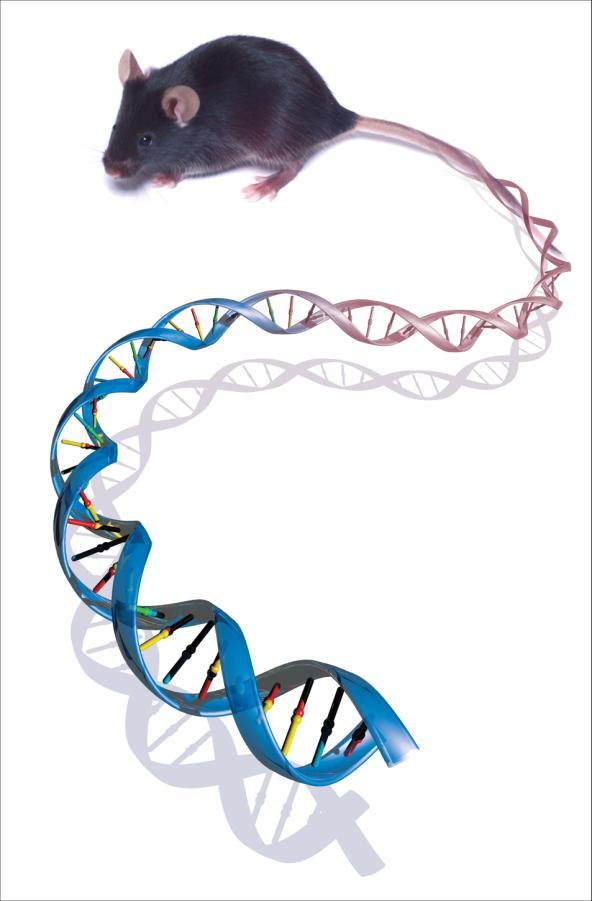 How big and relevant are the changes on the genome level? -95% to 98% similarity between related genes in humans and apes -appr.