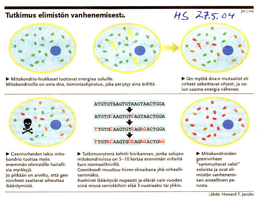 Replication senescence theory Telomeerinen lyheneminen jokaisen solun jakautumisen yhteydessä viittaisi siihen, että solulla on tietyn ikäinen elinkaari.