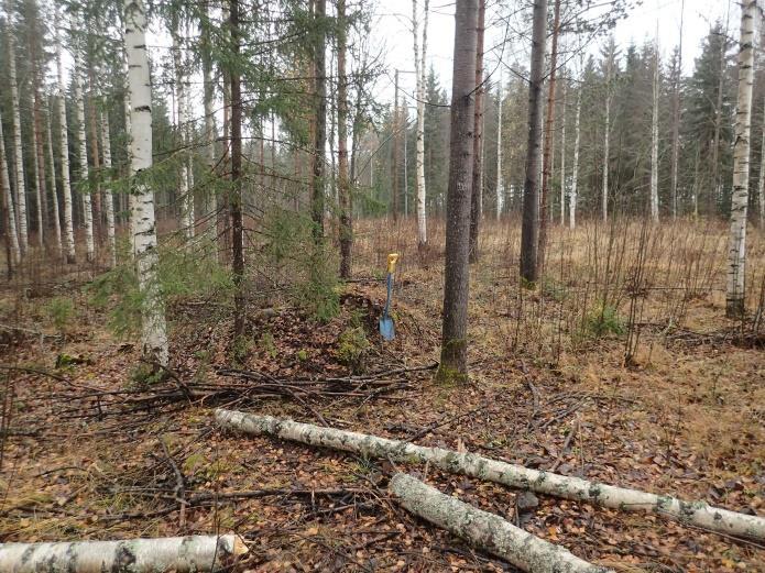 ). Lapio pystyssä talon jäänteiden