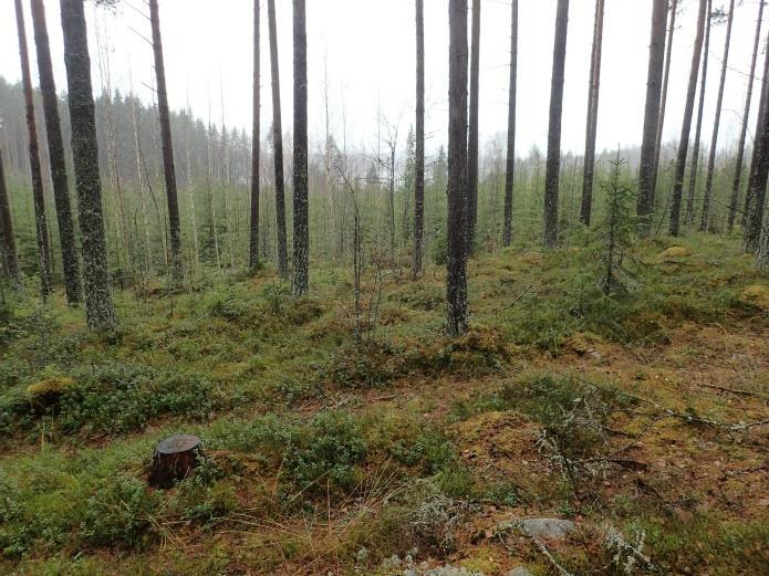 Inventointi Joroisten kunnassa on tekeillä Kolpan asemakaava Jokijärven koillisrannalle, noin 3,5 km Joroisten keskustasta länteen.