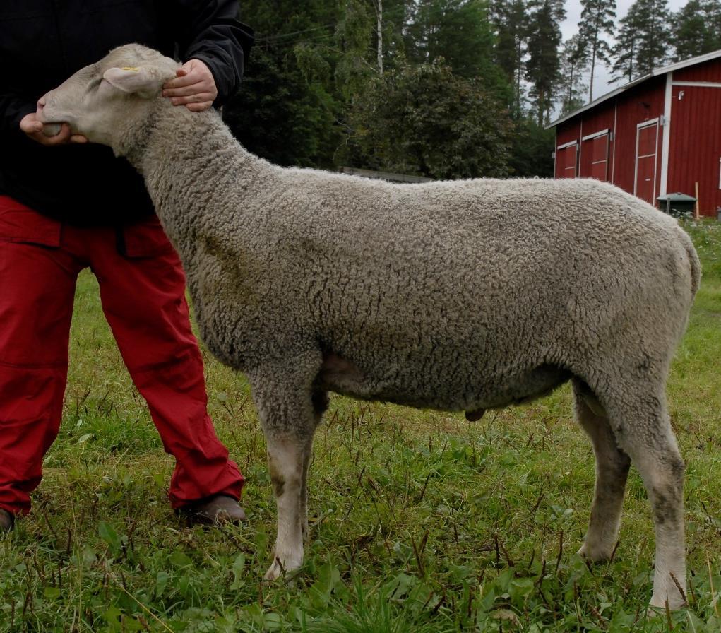 29. Napanteri FI000025718953 Putkisalon suomenlammaspässit edustavat erittäin harvinaisia sukulinjoja, jotka ovat syntyneet keinosiemennyksestä 1980