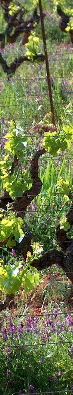 Bugey Roseeviinit Champagne Luc Bauer Les Grangeons de l Albarine, Argis Juran ja Savoien välillä sijaitseva, upeista maisemista tunne&u Bugey on pi&oreski ja luonnonläheinen viinialue.