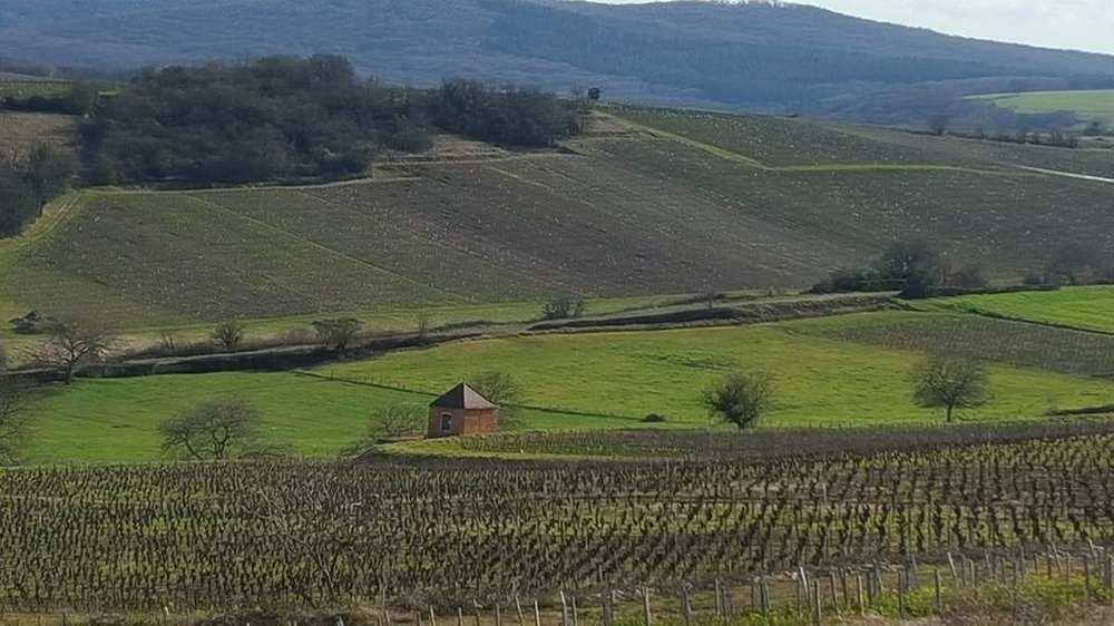 Roland Pignard Villié-Morgon Gamay-rypäle on Beaujolais n kukkuloiden kuningas. Siitä syntyy hyvin monenlaisia viinejä.